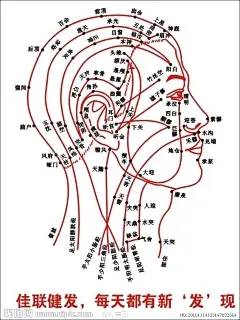 头部穴位图