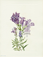 Walcott North American Wild Flower Prints 1925