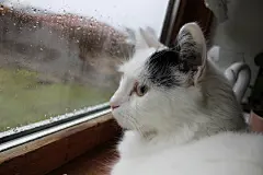 点击来源直接获取大图文件 |白色或黑色的猫品种土耳其梵猫或土耳其安哥拉猫，窗外下雨