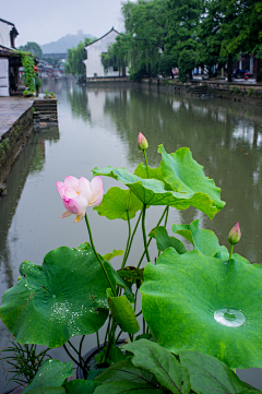 行悠采集到华夏之美