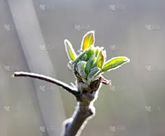 在开花前的一棵苹果树上发芽明亮的阳光。