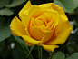 黄玫瑰组图_360图片