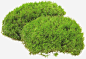 绿色植物免抠素材 创意素材 png素材