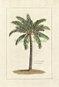 Tropical Palm Tree Art Print  - Natural History - Vintage   8 x 10  Beach. $15.00, via Etsy.