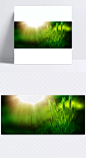 绿色麦穗背景|背景,麦穗背景,绿色背景,粮食,绿色,光晕,海报Banner,其他,背景图
