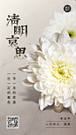 清明追思缅怀祈福祝福白菊手机海报