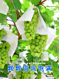 青提阳光玫瑰3-4-3