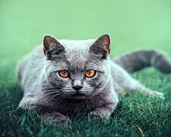 高清小萌猫桌面壁纸  #优质# #动物# #高清#