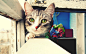 animals cats green eyes pets wallpaper (#1899748) / Wallbase.cc