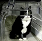 小猫头像