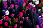 FLOWERS on Behance