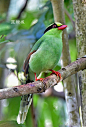 又到周末，继续和大家分享漂亮的鸟世界。今天介绍蓝绿雀；
蓝绿鹊（学名：Cissa chinensis）：中型鸟类，共有5个亚种。体长36-38厘米。尾长，嘴、脚红色。通体羽色主要为草绿色，宽阔的黑色贯眼纹向后延伸到后颈，在绿色的头侧极为醒目。两翅栗红色，内侧飞羽具黑色次端斑和白色尖端。尾绿色，具黑色次 ​​​​...展开全文c