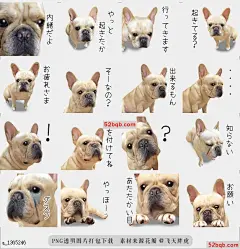 line贴图表情包法国斗牛犬的Hanachan Hanachan of
