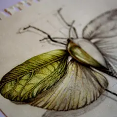昆虫手绘(原图尺寸：740x740px)