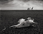 Nick Brandt-动物摄影新作 | IMGII在线视觉杂志