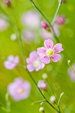 藍心采集到花語。拈花惹草。