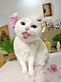 2024年度照片之猫美如花 - 小红书