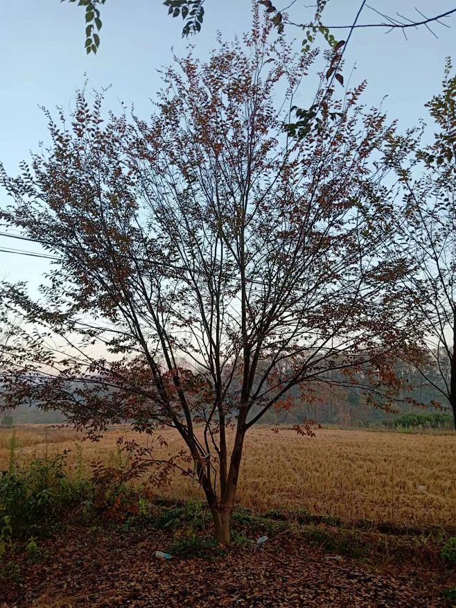 低分枝榉树-花瓣网