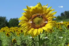 向日葵 向日葵田 花卉背景 美丽的花朵 明亮的 花 黄色 花壁纸