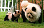   Panda Dog