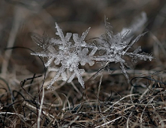 无语的境界采集到雪花的美