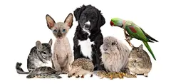 点击来源直接获取大图文件 |Large group of different animals