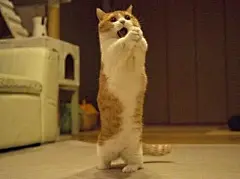橘猫为了吃的能做到什么程度，委屈成表情包，网友：给它罐罐！_【快资讯】