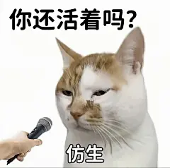 memes 猫 表情包