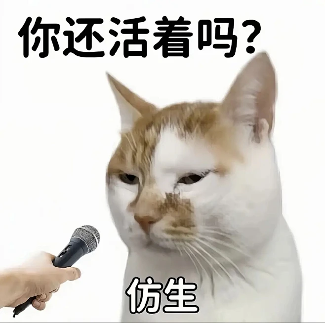 memes 猫 表情包-花瓣网