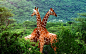 Giraffe wallpaper | 2560x1600 | 57870 | WallpaperUP