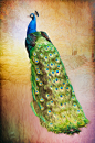 Peacock on Wall by Stacy Holbert on 500px
