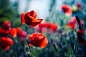 Poppy Pillows