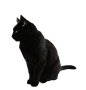 猫PNG