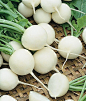 White Beauty radish