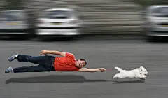 点击来源直接获取大图文件 |犬类教育