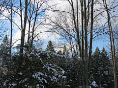 冰雪覆盖的后院