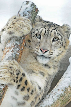 瑾浮沉生采集到大型猫科动物-雪豹