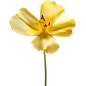 花 黄色花png