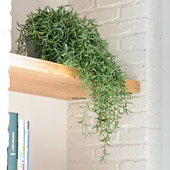 O2仿真垂吊植物盆栽假室内绿植塑料藤条藤蔓绿萝软装陈列拍摄道具-淘宝网
