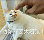 劝你不要太嚣张！——猫表情包