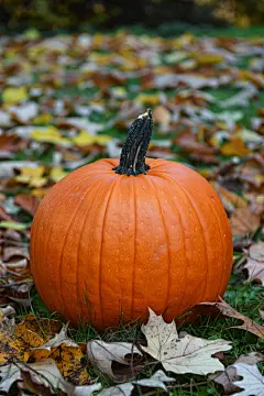 金黄南瓜有机蔬菜图片