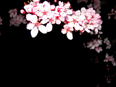 柒~Rachel采集到花朵素材