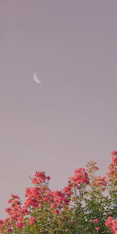 Syue1953采集到背景