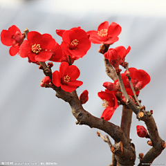 逸zoey采集到摄影（花）