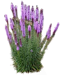 蛇鞭菊1