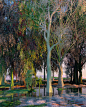 ScarceAbundance_LeafyOutlook.jpg