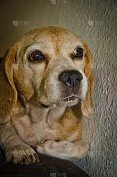一张年老美丽的小猎犬(狗)的肖像，放松在沙发的顶部