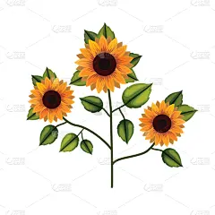 植物群,向日葵,白色背景,华丽的,请柬,浪漫,壁纸,婚礼,自然美,问候