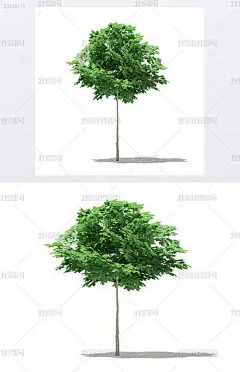 3D模型挪威枫树（槭树）