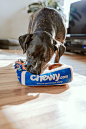 chewy-YhWRSEdBXUE-unsplash